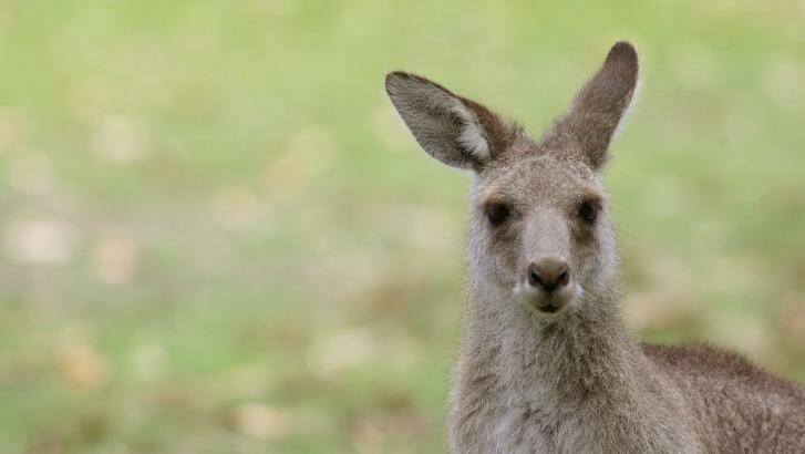 Not so innocent: kangaroos produce as much methane as horses. Photo: Dean Osland