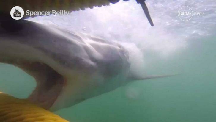 A great white shark lunges at a cage of divers off South Africa. Photo: YouTube