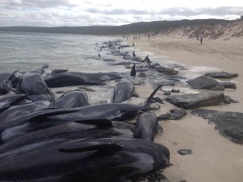 More than 150 pilot whales have become stranded in WA, with authorities issuing a shark warning.