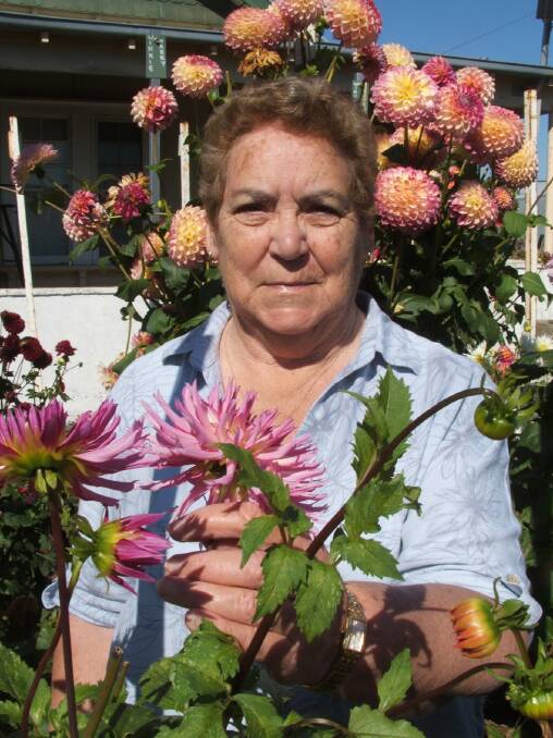 Heather Reid checks on the dahlias in her garden ahead of this year's Ararat Primary School's Anzac Day floral tribute. Picture: JULIE MILLER