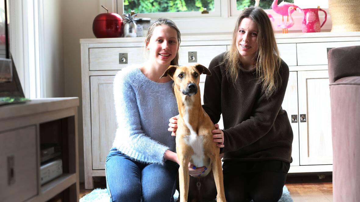 Darcy, a staghound cross from the Ararat pound, was adopted by Brighton sisters, Meg and Kellie Worrell. Picture: MANNY GIFRA.