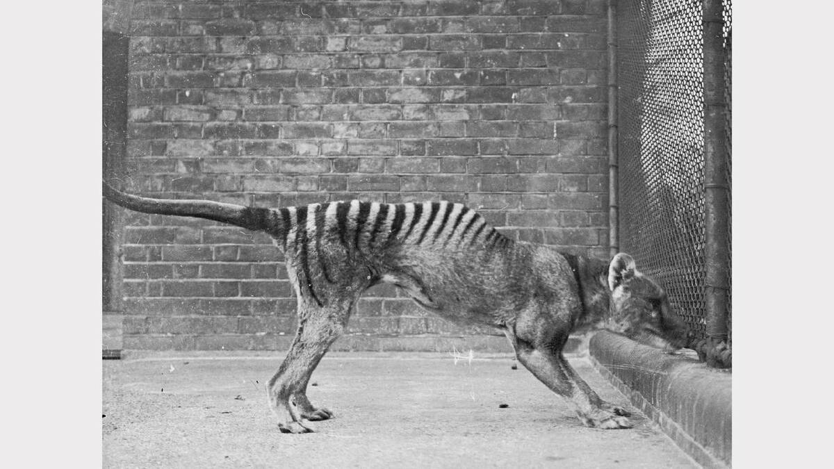 A thylacine in captivity, circa 1930. These animals are thought to be extinct, since the last known wild thylacine was shot in 1930 and the last captive one died in 1936. Picture: Getty Images