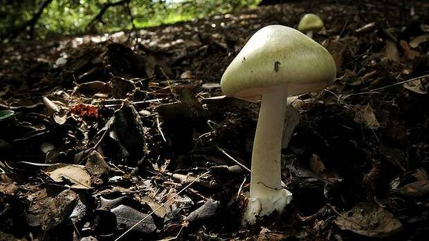 A Death Cap mushroom, growing under a Oak tree in Bass Garden, Griffith, Canberra. Photo: Marina Neil