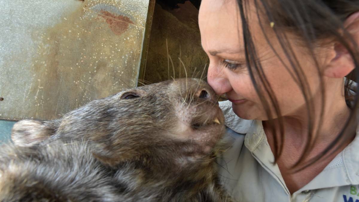allarat Wildlife Park's star attraction Patrick is 30, a special day he is celebrating with owner Julia Leonard.