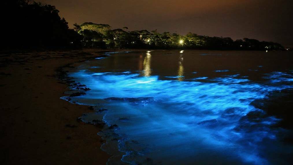 Vincentia photographer Corinne Le Gall’s superb photograph of bioluminescence on display in Jervis Bay last week.