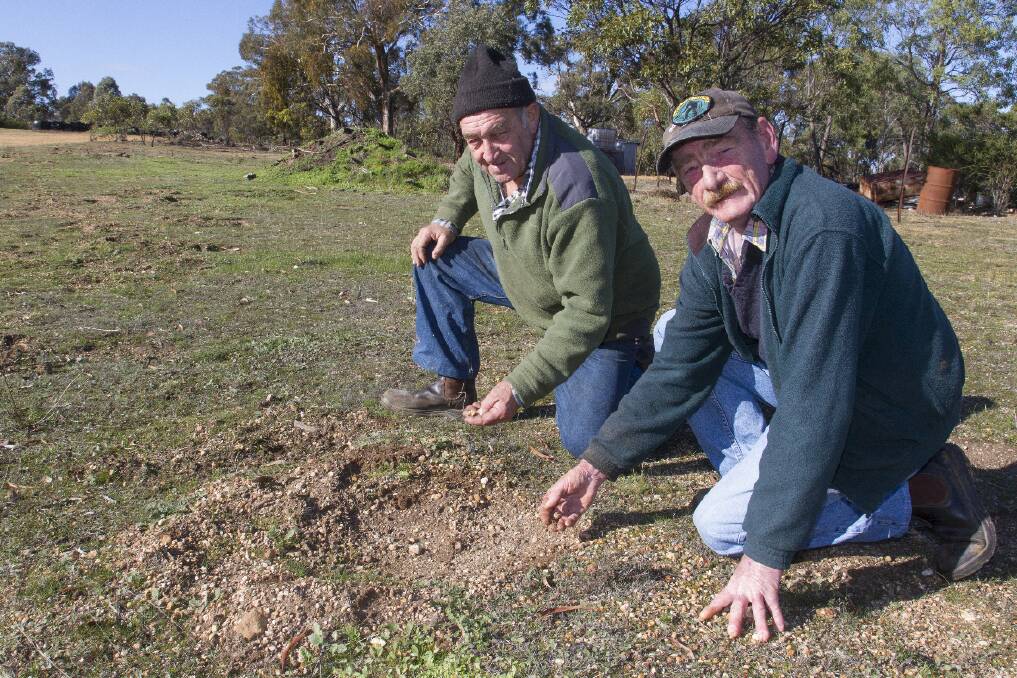 Murray Woods and Charlie Powell inspect some of the holes dug by thieves intent on looting the Gold Dig site.
