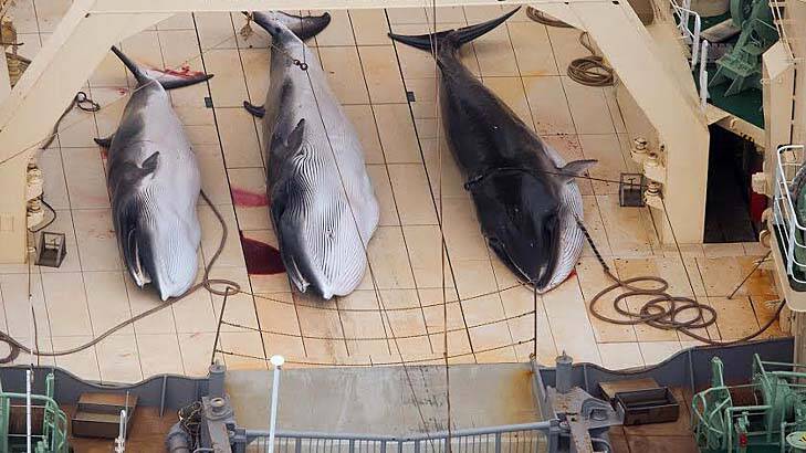 A Sea Seaherd helicopter has collected graphic images of whales being processed on the deck of a Japanese vessel in waters south-east of Tasmania. Photo: Tim Watters/Sea Shepherd