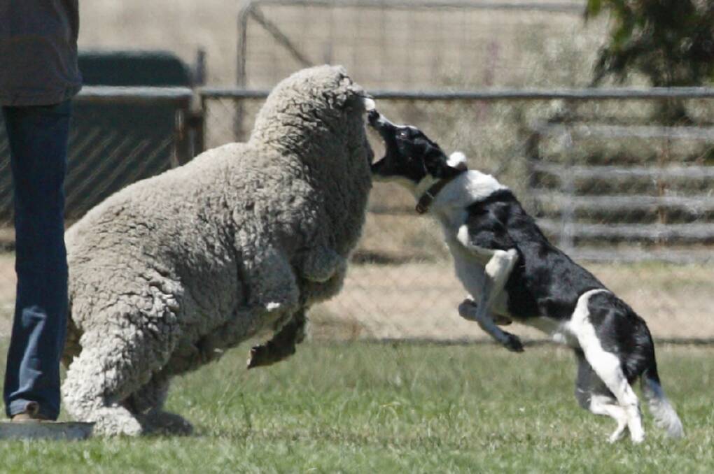 A Granan Lady lashes out at the 85th annual Moyston Sheep Dog Trials.