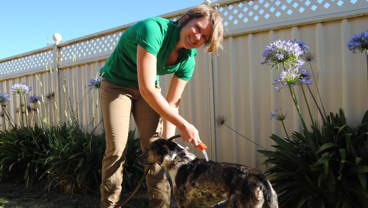 Naracoorte and Penola Vet Centres veterinarian Maggie Schibler cools off her dog Bess with a hose during South Australia's heatwave.