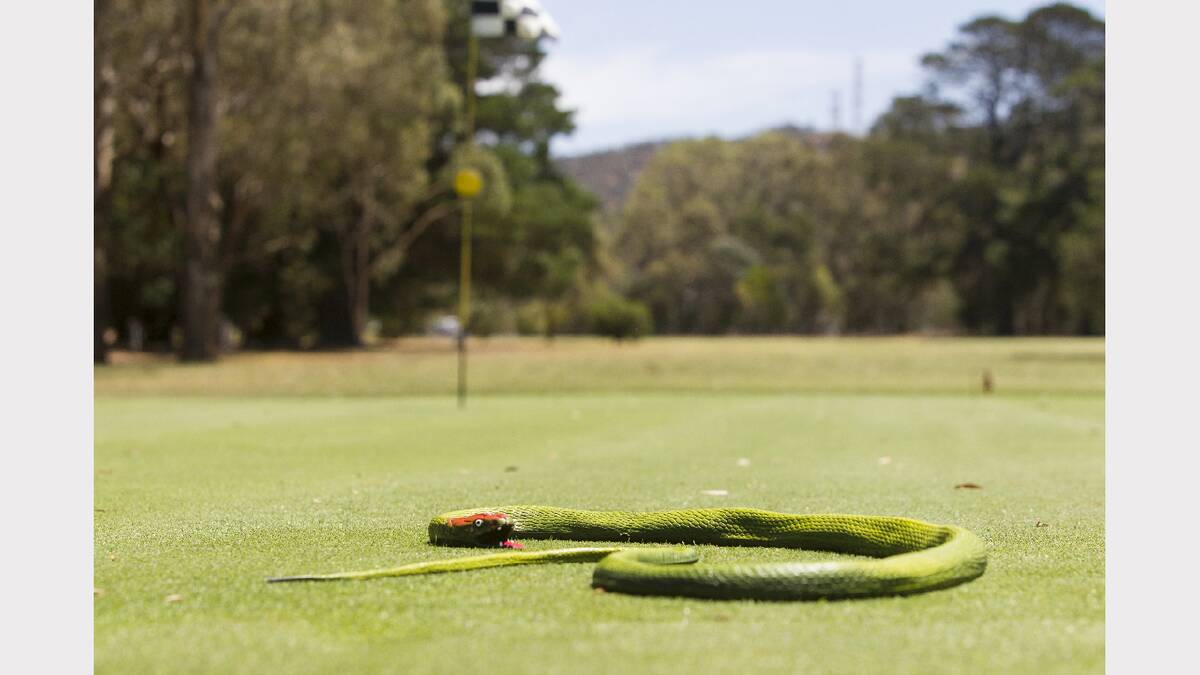 An interesting bird deterrent at the Chalambar Golf Club  these rubber snakes have tricked a few golfers as well as the intended cockatoos. Picture: PETER PICKERING