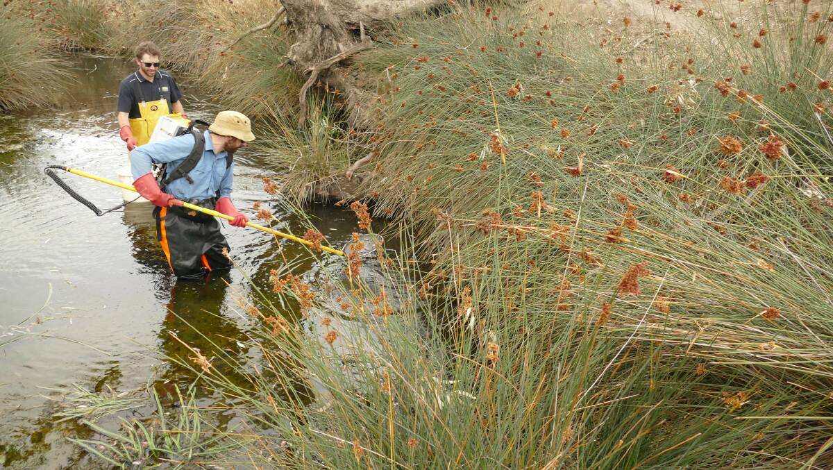 SHOCK TO THE SYSTEM: Electrofishing being carried out in Mount Cole Creek in 2019. Picture: CONTRIBUTED