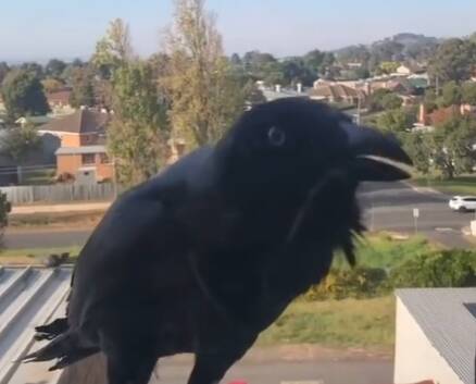 MALICE: Crows have been causing considerable damage along Barkly Street. Picture: CONTRIBUTED