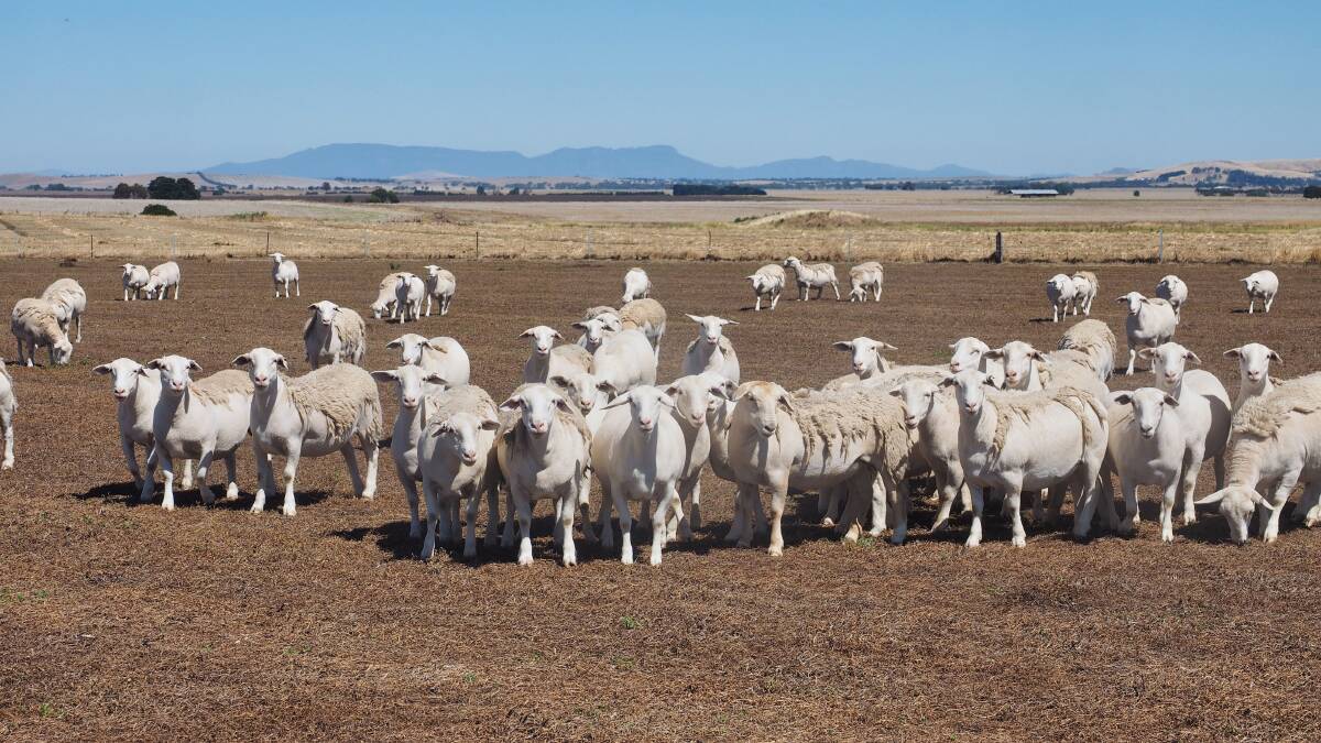 PADDOCK: The property has been used for grazing lambs as well as hay production and cropping. Picture: CONTRIBUTED 