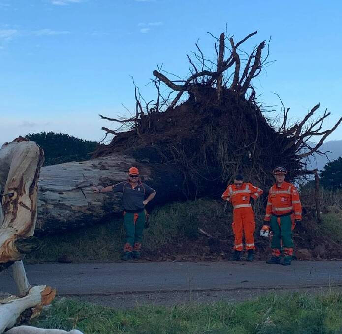 FALLEN GIANT: John Grayling (left) and two of his team next to one of many trees in Hepburn to have been toppled by the storm. Picture: CONTRIBUTED
