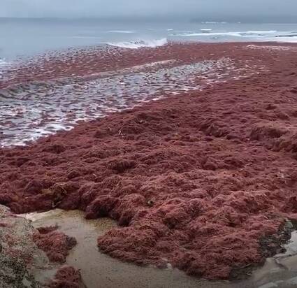 SEA OF RED: A frame showing Hyams Beach covered in seaweed from the video sent to the South Coast Register by resident Jayde Clark.