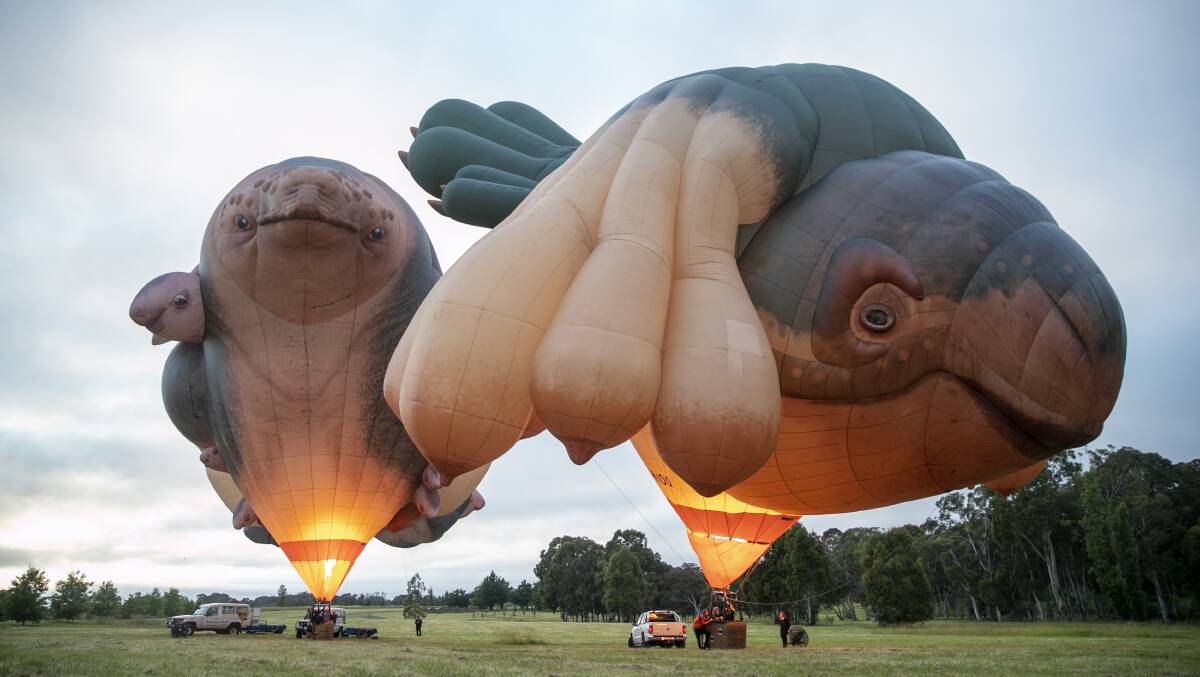 Patricia Piccinini's Skywhale and Skywhalepapa. Picture: Keegan Carroll