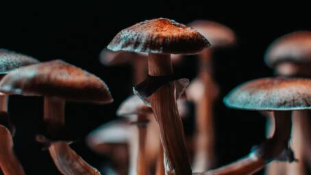 MAGIC: New research into psychedelics could open the door to new treatments for people with mental health illnesses. Picture: Supplied