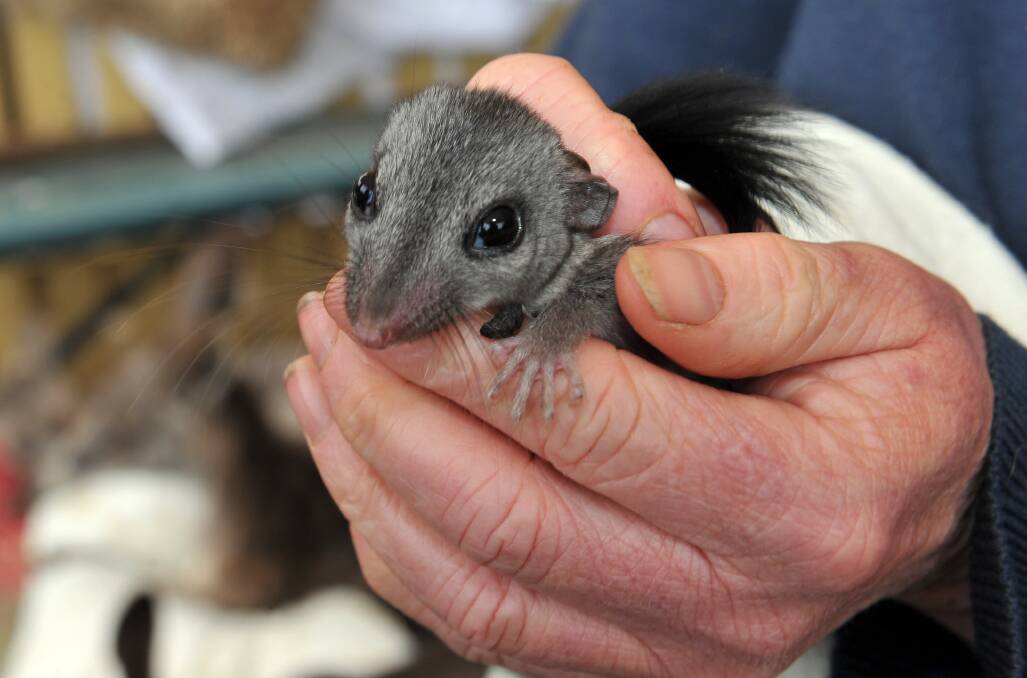 A wildlife carer holding a brush-tailed phascogale, which is one of the species under threat in the Wombat Forest. Picture by Julie Hough 