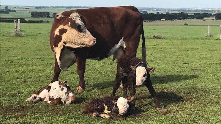 The Poll Hereford cow with her triplet calves that were born on Clinton Baulch's Illowa property last week.