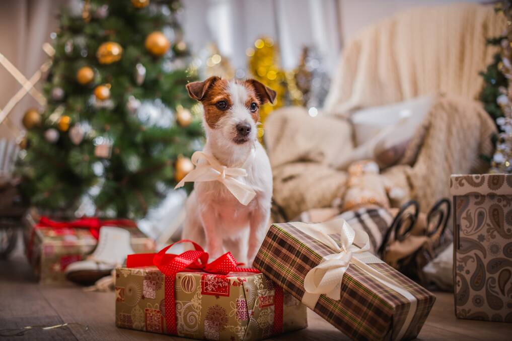 FURSTIVITIES: There may be a new family member waiting under some trees this Christmas.
