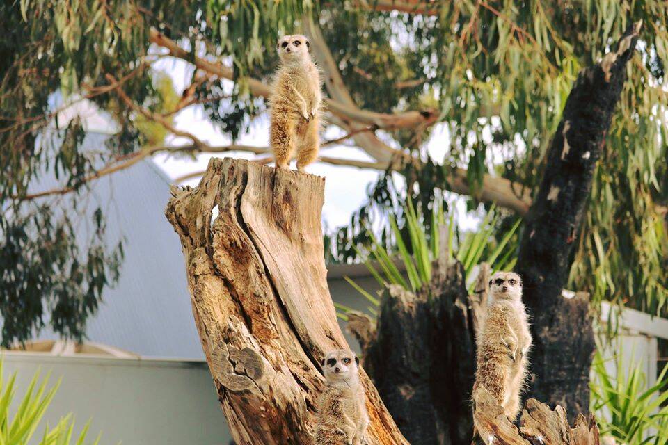 The meerkats at the Halls Gap Zoo are among the more than 600 animals people can go see again from Monday. Picture: HALLS GAP ZOO