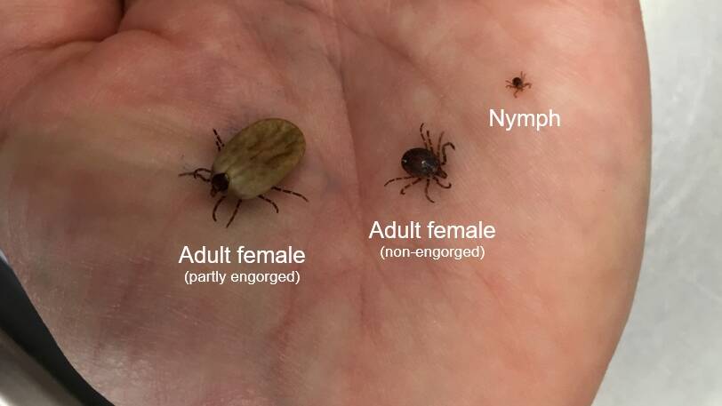 Check your dog for ticks - frightening new disease detected in WA, NT