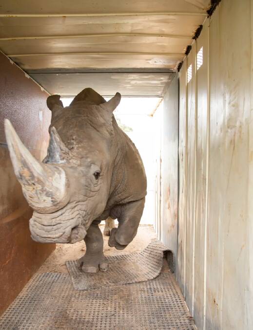 The rhinos were coaxed into the crates with food rewards. Photo: Zoos Victoria