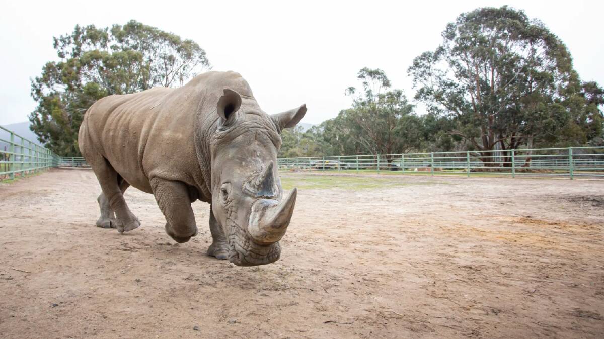 Kifaru's move from Halls Gap Zoo to Werribee Zoo took months of training. Photo: Zoos Victoria