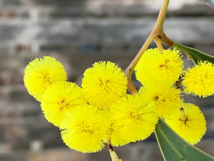 Brighten up your day with a private quiz on how many wattles you can put a name to. Is this the Golden Wattle?