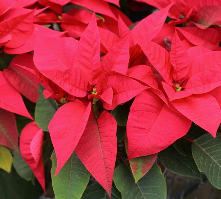 The popular Poinsettia is probably the best known Euphorbia.