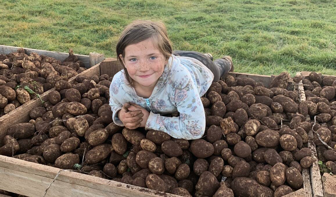 Roisin, 9, helps mum and dad, Alison and Denis Walsh, Trentham Potato Co, Trentham, Victoria, with the harvest. Photo: Supplied