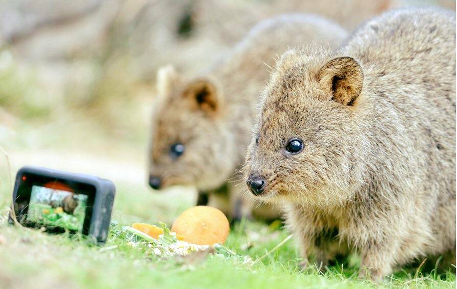 QUOKKA CAM: The Halls Gap Zoo's residents are find new fans on Facebook and Instagram. Picture: HALLS GAP ZOO