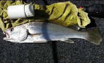 SMALL FRY: O'Neil's tiny 30m mulloway from the Glenelg River.