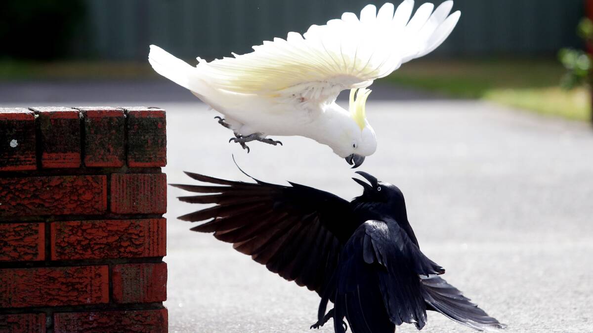Fight club: A cockatoo got the upper claw when taking on a crow at Ramsgate on Thursday. Picture: Chris Lane