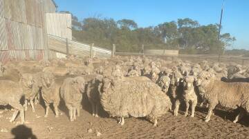 The wether in question had a 31kg fleece after years of evading muster. Photo supplied