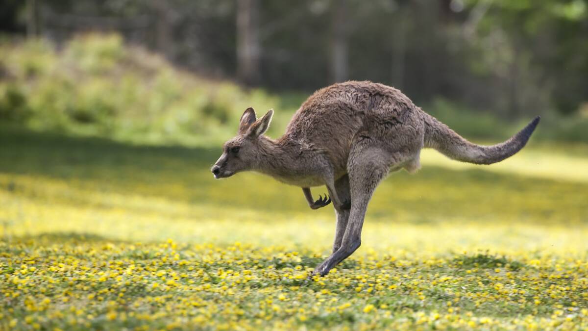 Motorists warned as kangaroos are on the hop