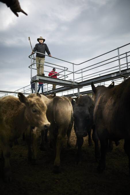 CATTLE: This is the final time cattle will inhabit these pens. Luka Kauzlaric.