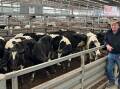 REGULAR VENDOR: Geoff Murrary, Nar Nar Goon, sold 11 Friesian steers, 413kg, for $1480 or 358c/kg.
