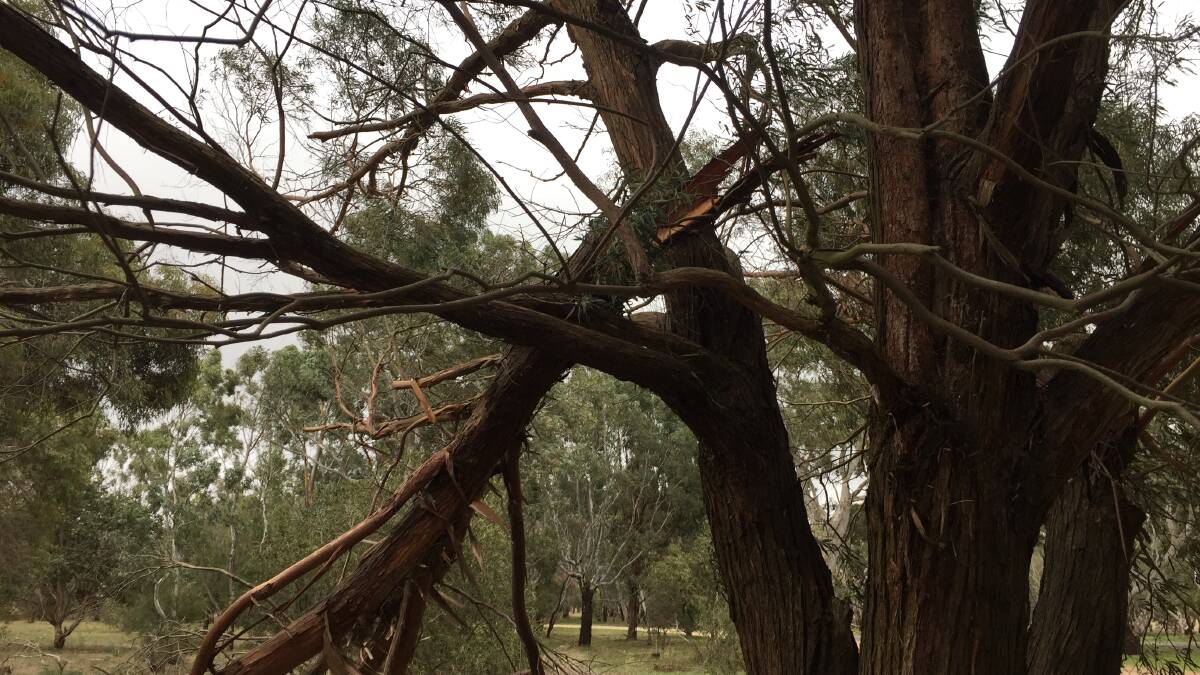 DOWN: Trees and branches were down in various locations across the shire on Wednesday. Picture: KLAUS NANNESTAD