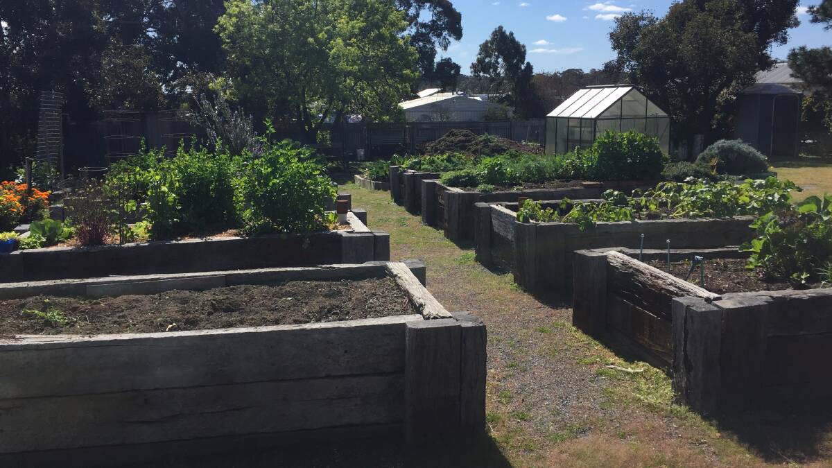 SPRINGTIME FUN: Stawell Community Garden members are preparing for their annual garden party and residents are invited to attend. Picture: CASSANDRA LANGLEY