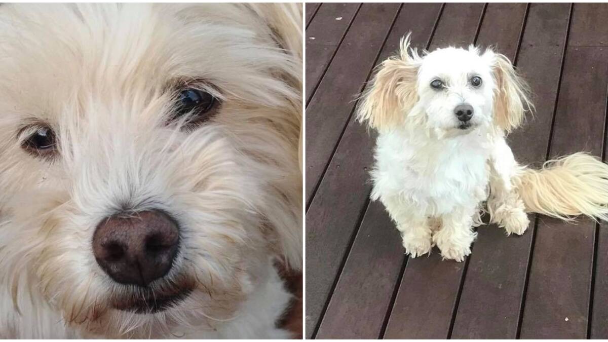 MISSING: Stawell resident Anthea Perry's dog scamper who went missing without a trace in early December. Picture: CONTRIBUTED