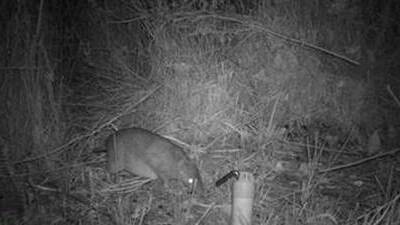 A Southern Brown Bandicoot in the western area of the Grampians (Gariwerd) National Park.