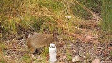 A Southern Brown Bandicoot in the western area of the Grampians (Gariwerd) National Park.
