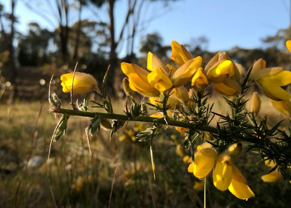 WEED: Ararat Landcare group are working towards eradicating the gorse weed in the region. Picture: CONTRIBUTED