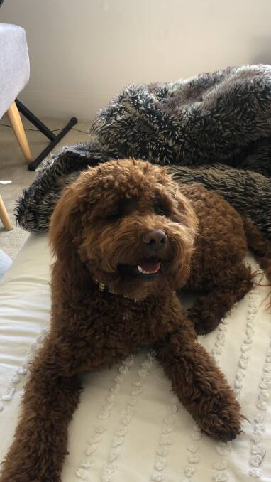 ALL FIXED UP: Lenny the chocolate cavoodle has recently been desexed. Picture: CONTRIBUTED