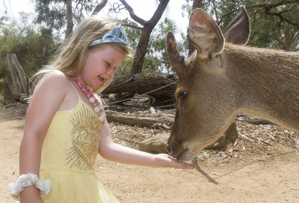 ANIMAL ENCOUNTER: Geelong visitor Winnie presents some food to Jack the deer at Halls Gap Zoo on Monday. Pictures: PETER PICKERING