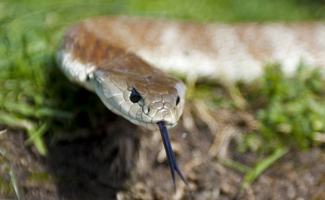Tiger snakes as well as red-bellied black and brown are commonly seen in the Wimmera area.