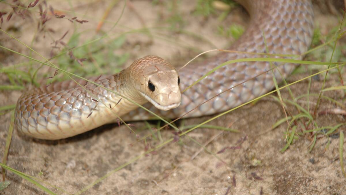 Eastern Brown snake. Picture: THE AUSTRALIAN REPTILE PARK