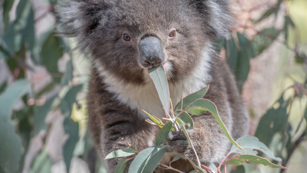 Even before the fires, koalas had seen a 26 per cent decline in numbers in NSW. Picture: Karleen Minney.