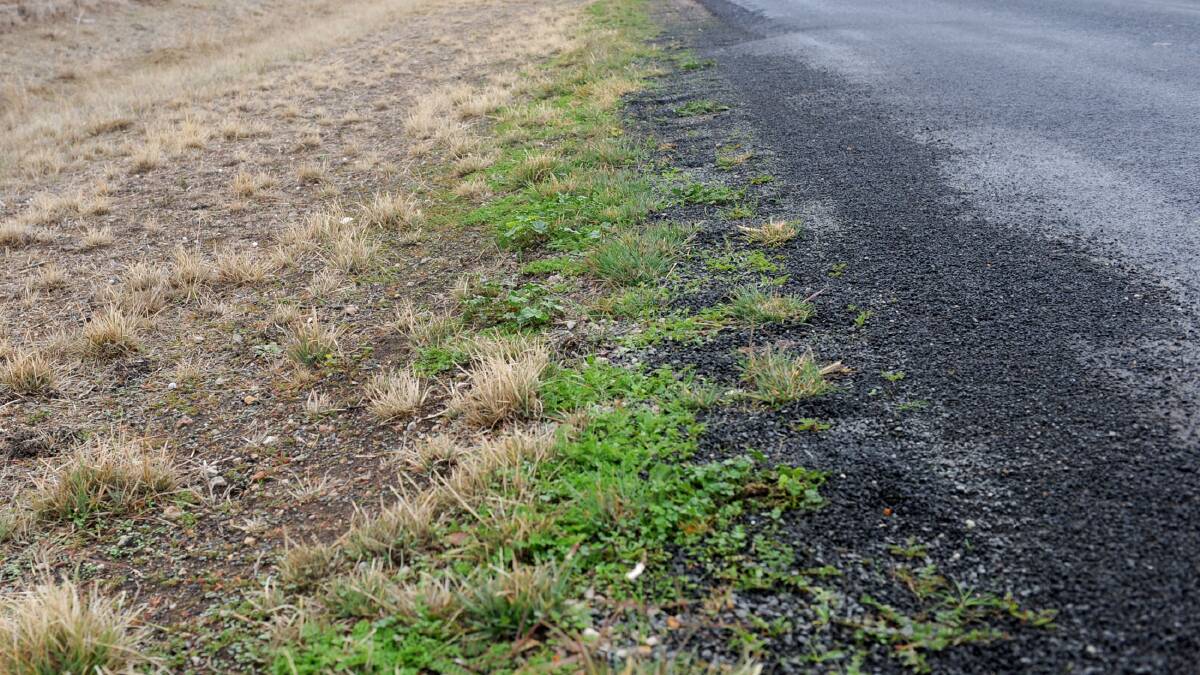 STOPPING THE SPREAD: Council is looking to suppress the spread of roadside weeds and pests. Picture: CONTRIBUTED 